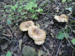 Paxillus rubicundulus