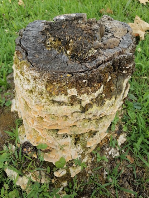 Laetiporus sulphureus