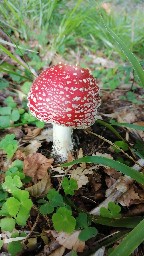 Amanita muscaria