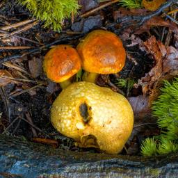 Pseudoboletus parasiticus