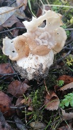 Helvella crispa