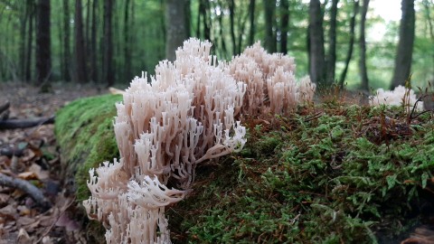 Artomyces pyxidatus