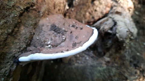 Ganoderma applanatum