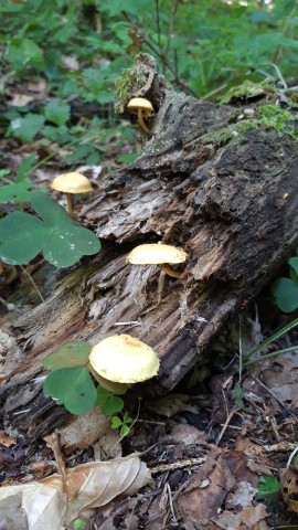 Pholiota tuberculosa