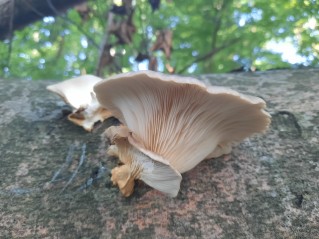 Pleurotus ostreatus