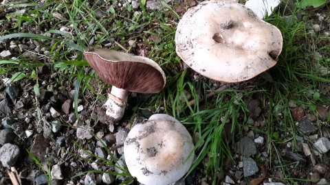 Agaricus bitorquis