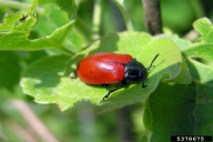 Chrysomela populi