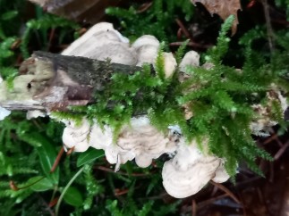 Bjerkandera adusta