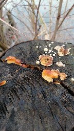 Flammulina velutipes