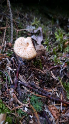 Polyporus tuberaster