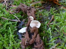 Crepidotus luteolus