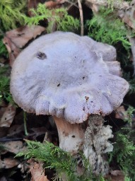 Cortinarius traganus