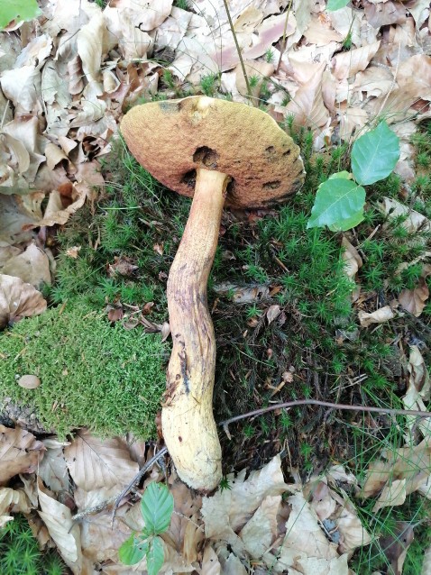 Neoboletus luridiformis