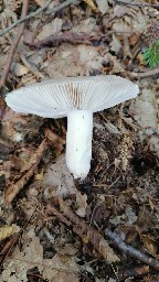 Russula heterophylla