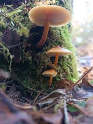 Flammulina velutipes