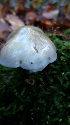 Stropharia caerulea