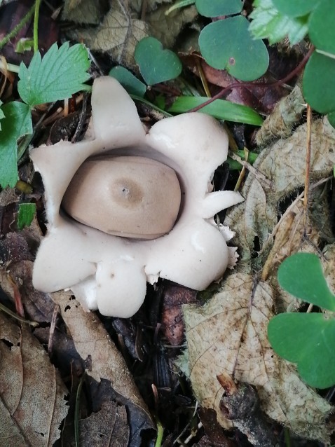 Geastrum rufescens