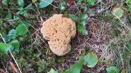 Ramaria flava