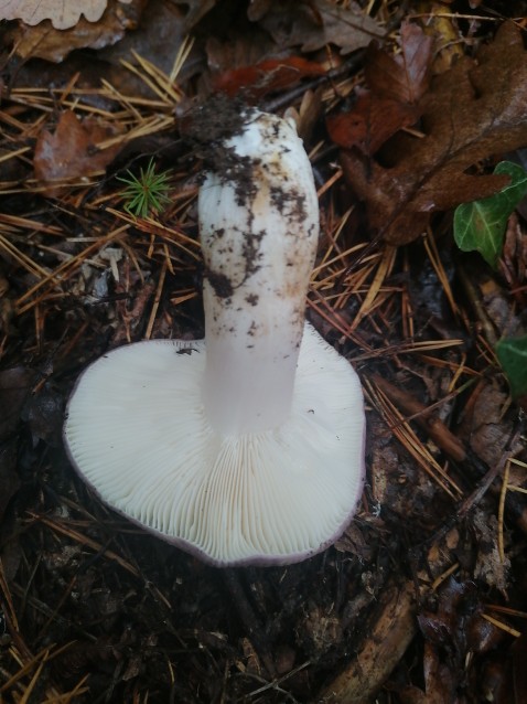 Russula cyanoxantha