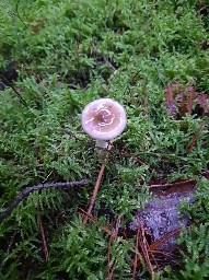 Hygrophorus olivaceoalbus