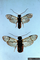 Cephalcia abietis