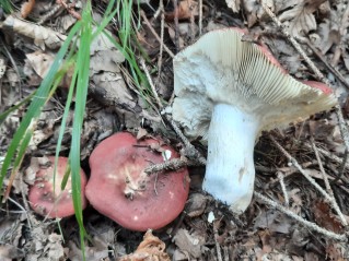 Russula olivacea