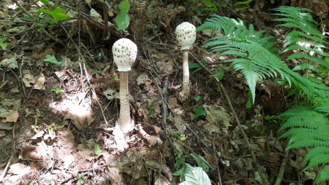 Macrolepiota procera