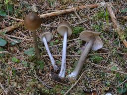 Entoloma hirtipes