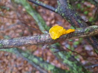 Tremella mesenterica