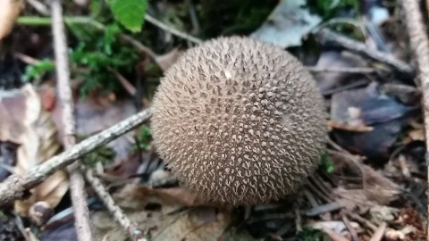 Lycoperdon umbrinum