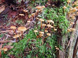 Xeromphalina campanella