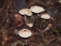 Lepiota cristata