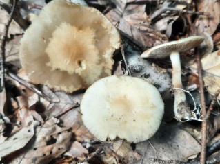 Agrocybe praecox