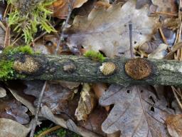 Szczepkamyces campestris