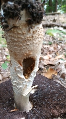 Agaricus augustus