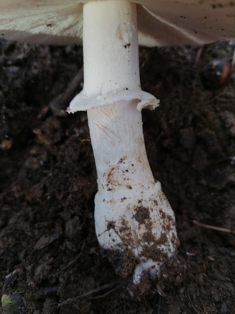 Amanita pantherina