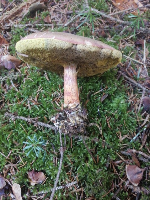 Xerocomellus chrysenteron