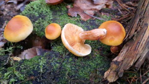 Gymnopilus penetrans