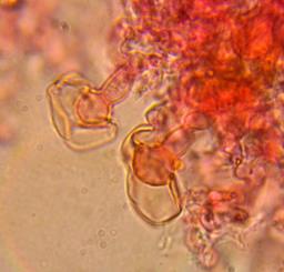 Resinicium bicolor