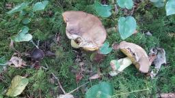 Butyriboletus roseogriseus