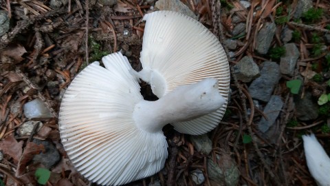 Russula azurea