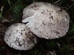 Amanita excelsa