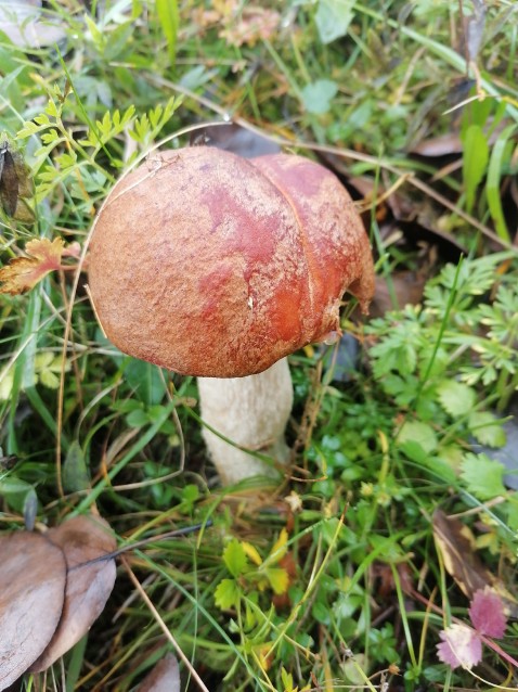 Leccinum aurantiacum