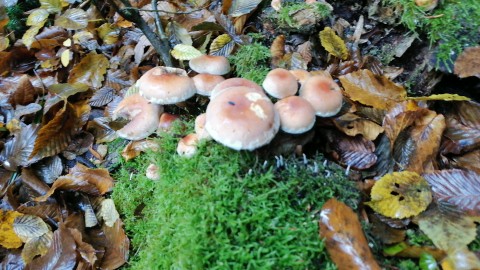 Hypholoma lateritium