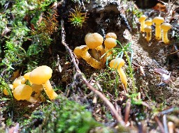 Leotia lubrica