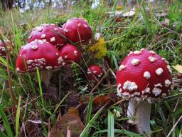 Amanita muscaria