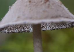 Coprinopsis nivea