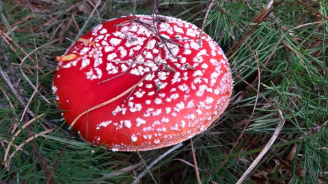 Amanita muscaria