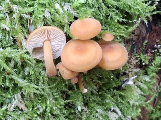 Flammulina velutipes