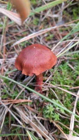 Cortinarius purpureus